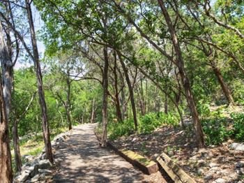 a path through the woods on a sunny day